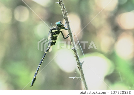 Onyangma (male) Onyangma (male) 137520528