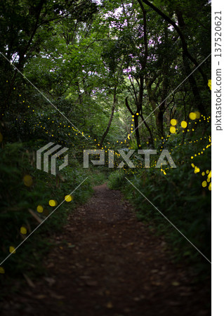 Aichi Prefecture, Nagoya City, Aioiyama Green Space, Fireflies dancing wildly - a summer image Aichi Prefecture, Nagoya City, Aioiyama Green Space, Fireflies dancing wildly - a summer image 137520621