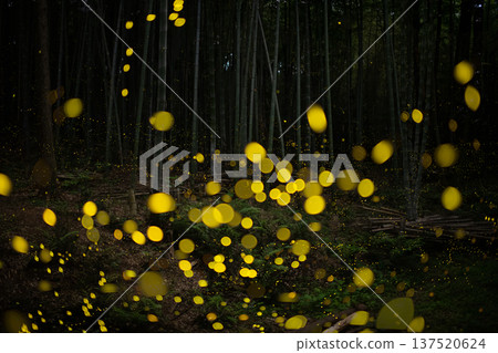 Aichi Prefecture, Nagoya City, Aioiyama Green Space, Fireflies dancing wildly - a summer image 137520624