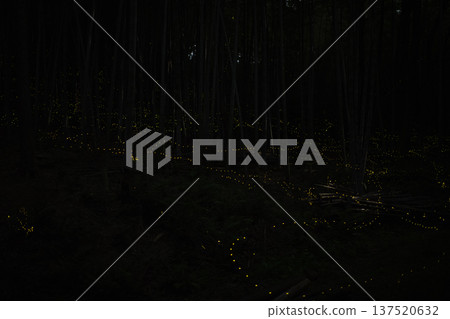 Aichi Prefecture, Nagoya City, Aioiyama Green Space, Fireflies dancing wildly - a summer image Aichi Prefecture, Nagoya City, Aioiyama Green Space, Fireflies dancing wildly - a summer image 137520632