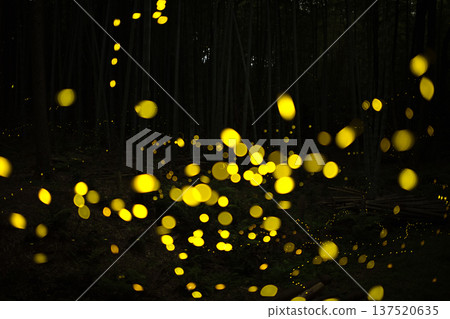 Aichi Prefecture, Nagoya City, Aioiyama Green Space, Fireflies dancing wildly - a summer image Aichi Prefecture, Nagoya City, Aioiyama Green Space, Fireflies dancing wildly - a summer image 137520635