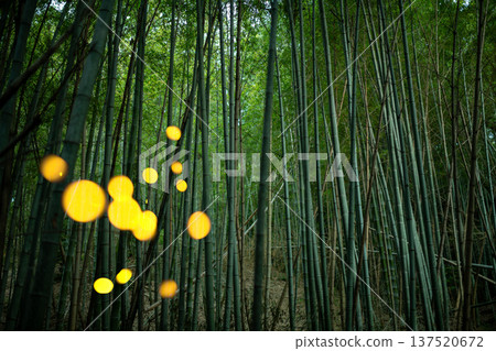 愛知縣名古屋市愛生山綠地，螢火蟲翩翩起舞－夏日景象 137520672