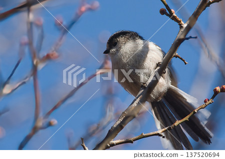Enaga stopping in trees Enaga stopping in trees 137520694