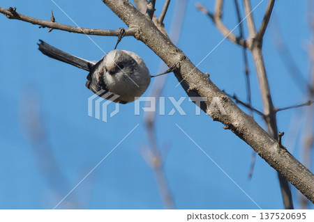 Enaga to stick to branches Enaga to stick to branches 137520695