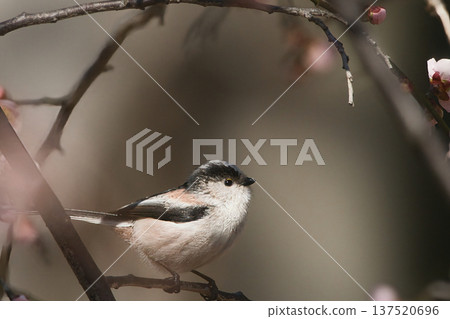 Long-tailed tit staying on a branch Long-tailed tit staying on a branch 137520696