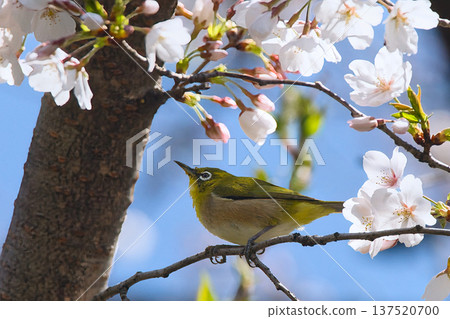 White-eye perching on a branch of cherry blossoms 137520700