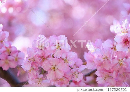 Beautiful Kawazu cherry tree Beautiful Kawazu cherry tree 137520701
