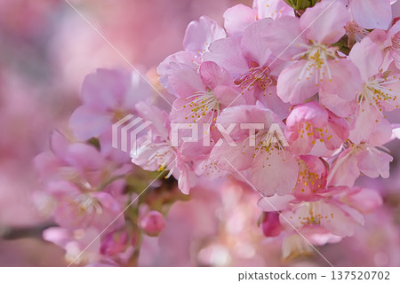 Kawazu cherry blossoms to announce the arrival of spring Kawazu cherry blossoms to announce the arrival of spring 137520702