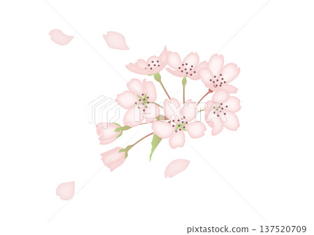 櫻花花瓣飄落的水彩插圖 櫻花花瓣飄落的水彩插圖 137520709