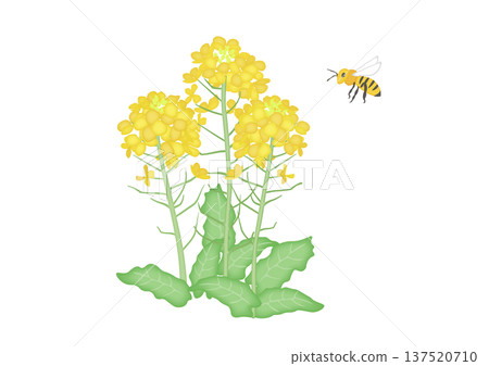 油菜花和蜜蜂的水彩插圖 137520710