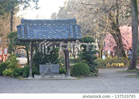 The cherry blossoms are almost in bloom (March 12, 2022). The grounds of Serada Toshogu Shrine are quiet and peaceful. I purified myself at the chozuya (purification fountain) before praying. The cherry blossoms are almost in bloom (March 12, 2022). The grounds of Serada Toshogu Shrine are quiet and peaceful. I purified myself at the chozuya (purification fountain) before praying. 137520785