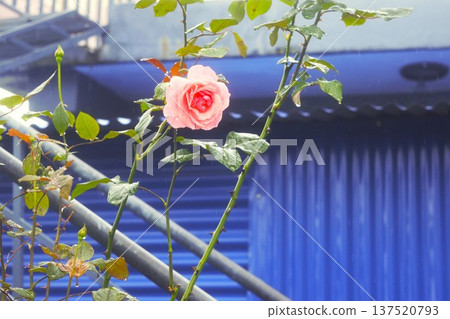 尼泊爾安納普爾納村花園裡盛開的粉紅玫瑰 137520793