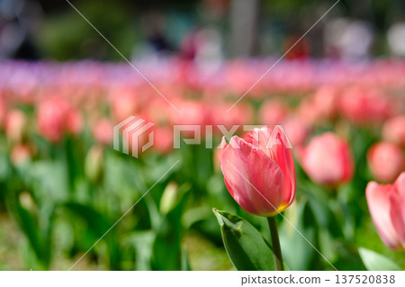 Low-angle close-up of a salmon-pink tulip field illuminated by sunlight 137520838