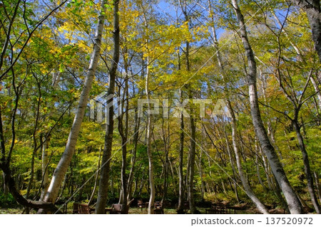 Autumn foliage near Ose Falls in Akiyamago, Nagano Prefecture 137520972