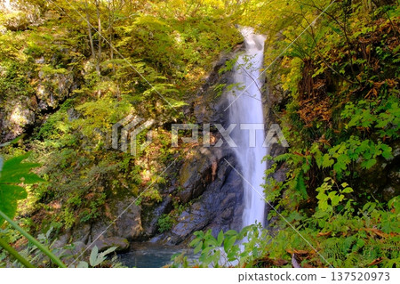 Ose Falls and autumn leaves in Akiyamago, Nagano Prefecture 137520973