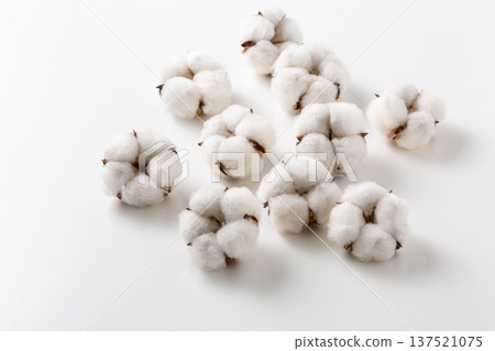 Cotton cotton flower 137521075