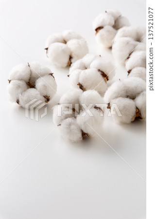 Cotton cotton flower 137521077