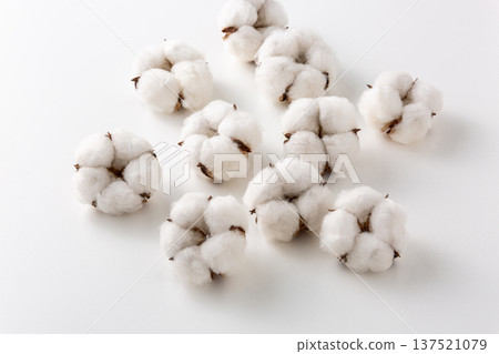 棉花棉花花 棉花棉花花 137521079