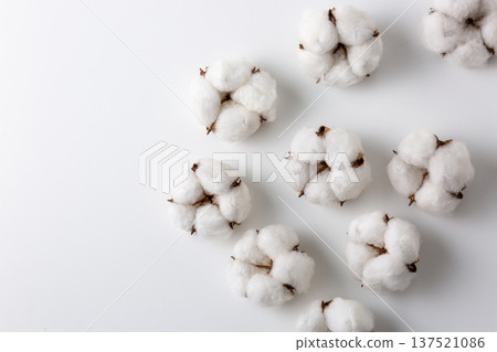 Cotton cotton flower Cotton cotton flower 137521086