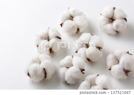 棉花棉花花 棉花棉花花 137521087