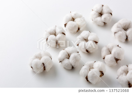 Cotton cotton flower Cotton cotton flower 137521088
