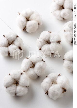 棉花棉花花 137521090