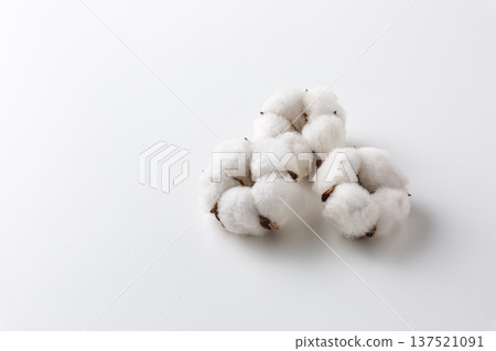 Cotton cotton flower 137521091
