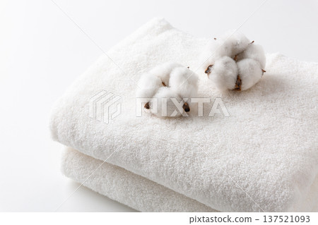 棉花棉花花 137521093