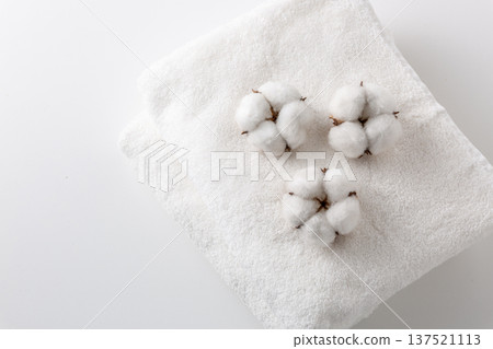 棉花棉花花 137521113