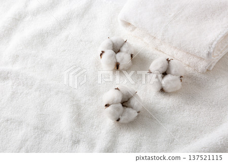 棉花棉花花 137521115