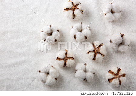 棉花棉花花 棉花棉花花 137521120