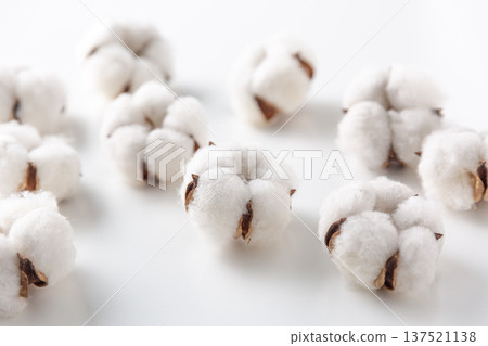 Cotton cotton flower Cotton cotton flower 137521138