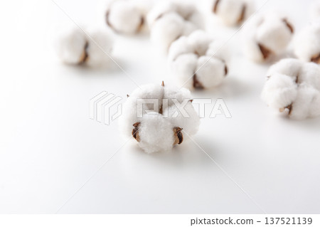 棉花棉花花 137521139