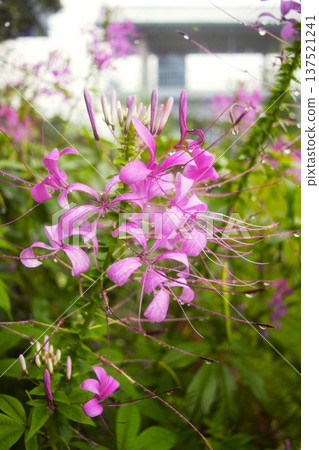 Pink cleome flowers wet with rain (Annapurna, Nepal) 137521241