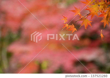 紅楓樹在秋葉的襯托下顯得更加耀眼奪目。 紅楓樹在秋葉的襯托下顯得更加耀眼奪目。 137521260