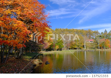 白樺高原女神湖的紅葉 白樺高原女神湖的紅葉 137521333