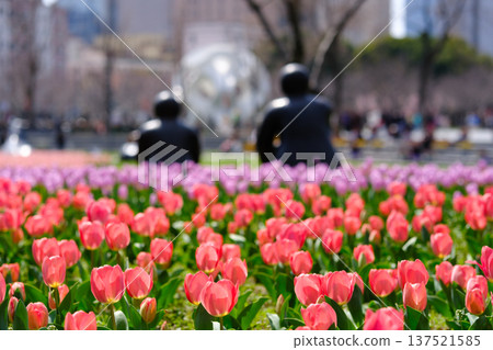 城市公園裡,鬱金香花田和黑色雕塑構成了春日景象。 城市公園裡,鬱金香花田和黑色雕塑構成了春日景象。 137521585