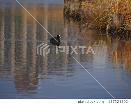A coot floating on Funaike Pond on the Arakawa River in early spring 137521592