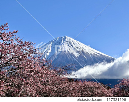 富士和櫻花 137521596