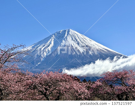透過櫻花看到的富士山 透過櫻花看到的富士山 137521597