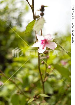 Pink wildflowers blooming in the Annapurna Himalayas (Nepal) 137521643