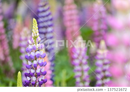 Colorful Lupine Colorful Lupine 137521672