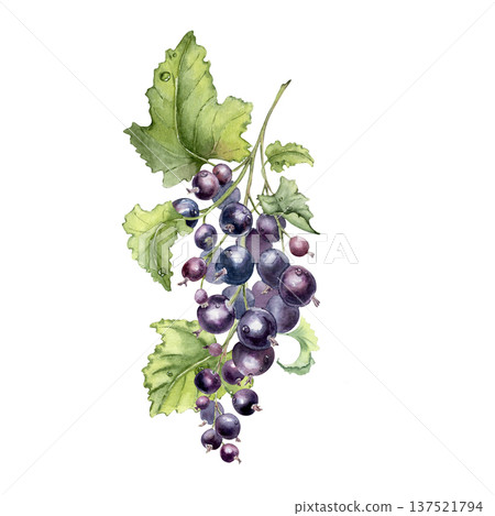Black currant watercolor illustration with ripe berries and green leaves isolated white background. Summer bright berry painted. Botanical art fresh fruits for food, drink, and health product design. Black currant watercolor illustration with ripe berries and green leaves isolated white background. Summer bright berry painted. Botanical art fresh fruits for food, drink, and health product design. 137521794