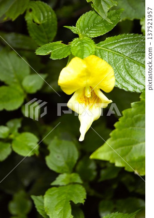 尼泊爾安納普爾納山脈盛開的黃色鳳仙花 尼泊爾安納普爾納山脈盛開的黃色鳳仙花 137521957