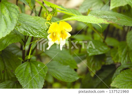 尼泊爾安納普爾納山脈森林中盛開的黃色鳳仙花 137521960