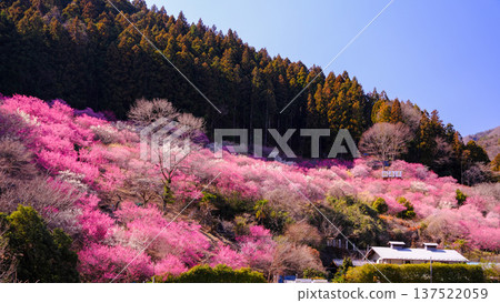 Abuda Adonis Village (16:9) Abuda Adonis Village (16:9) 137522059