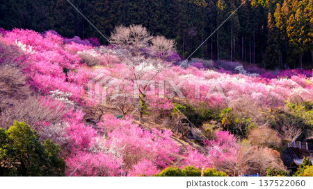 Plum Grove in Abuta Adonis Village 137522060
