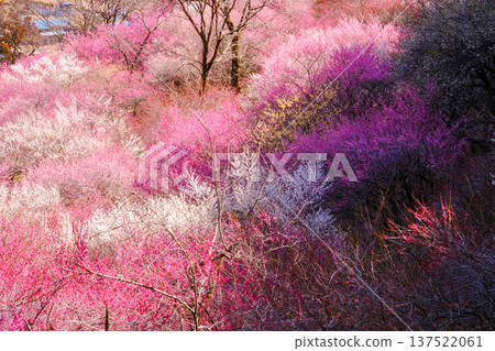 梅樹林山 梅樹林山 137522061