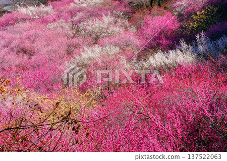 Colorful plum grove 2 Colorful plum grove 2 137522063