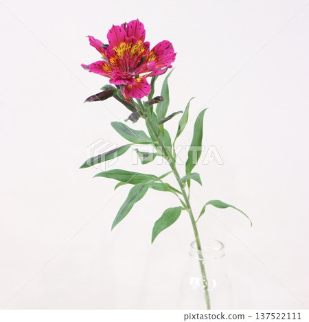 Alstroemeria 'Astronova Merak' cut flower 2 Alstroemeria 'Astronova Merak' cut flower 2 137522111
